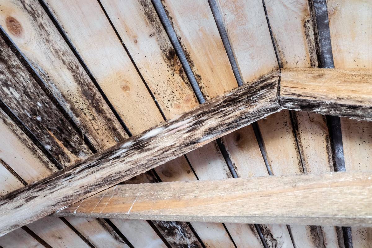 Mérule de cave : ce champignon qui ronge votre maison en silence