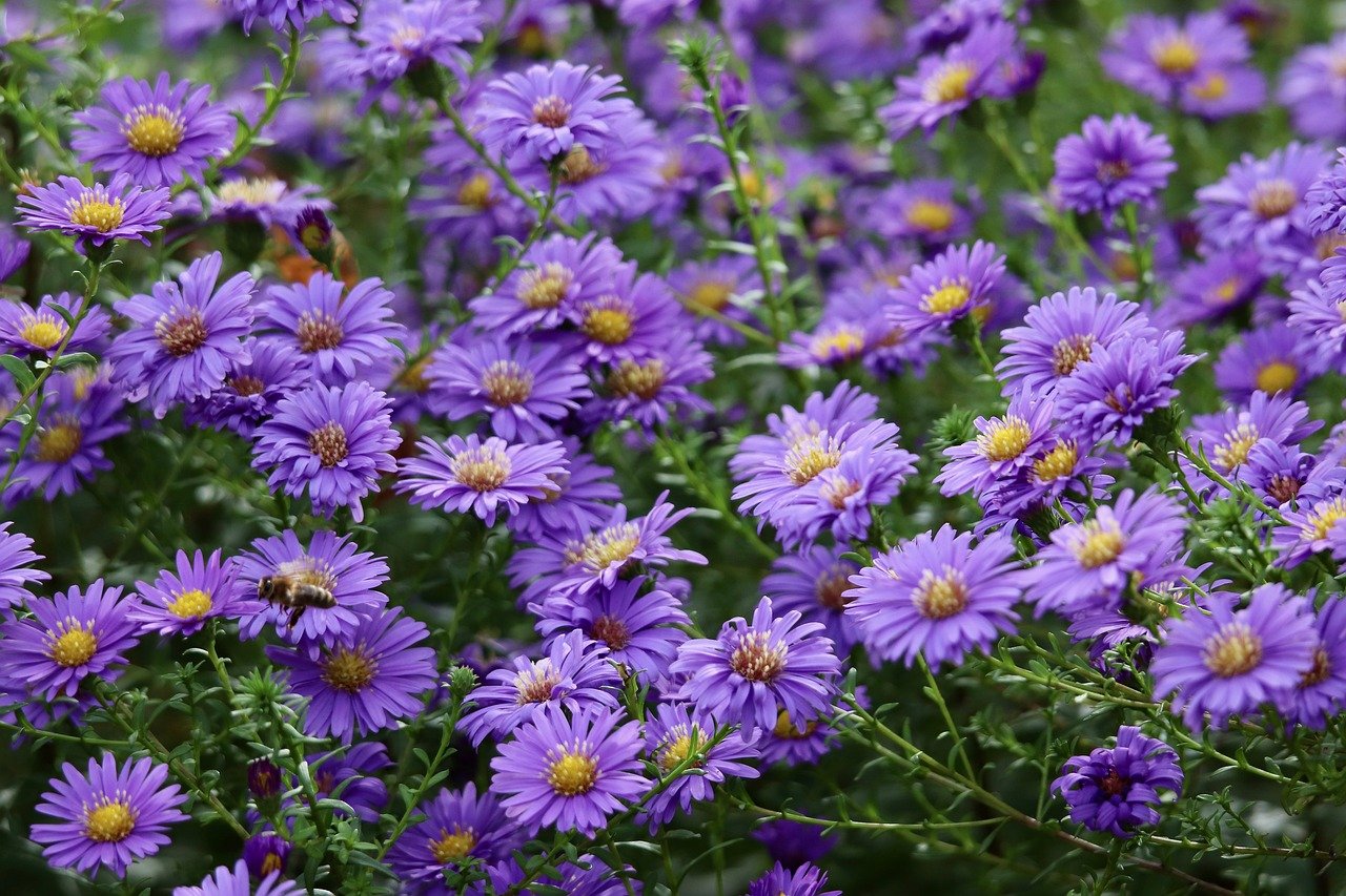 Cultivez votre jardin avec des graines bio reproductibles