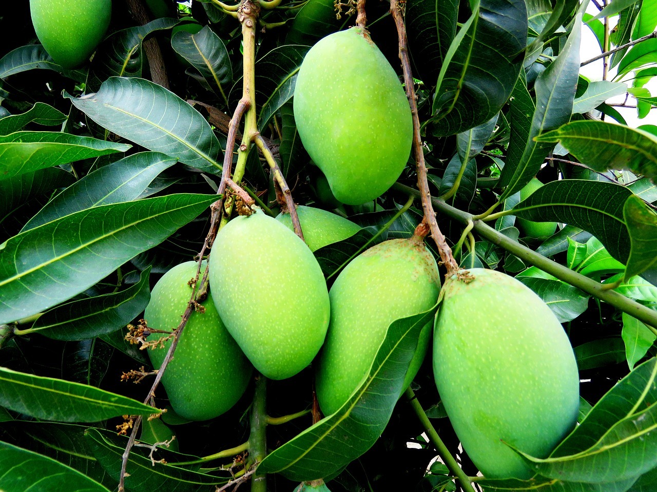 Comment planter un noyau de mangue : voici les étapes à suivre