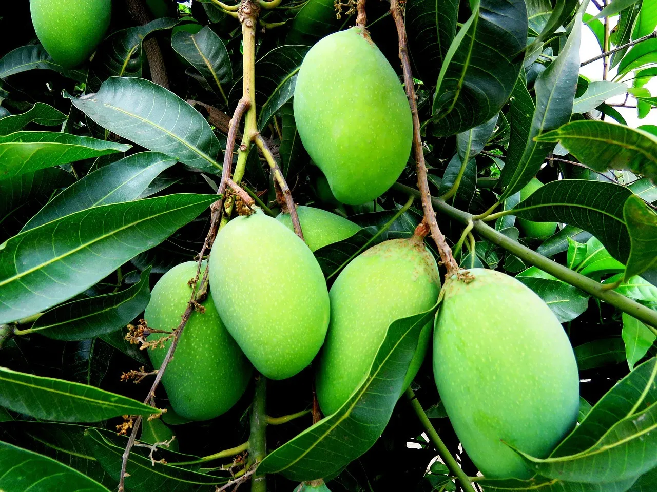 Comment planter un noyau de mangue : voici les étapes à suivre