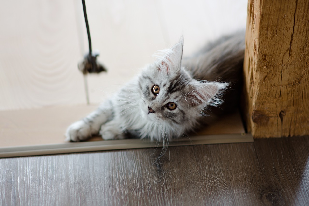 Odeur de pipi de chat dans une pièce : voici comment s’en débarrasser