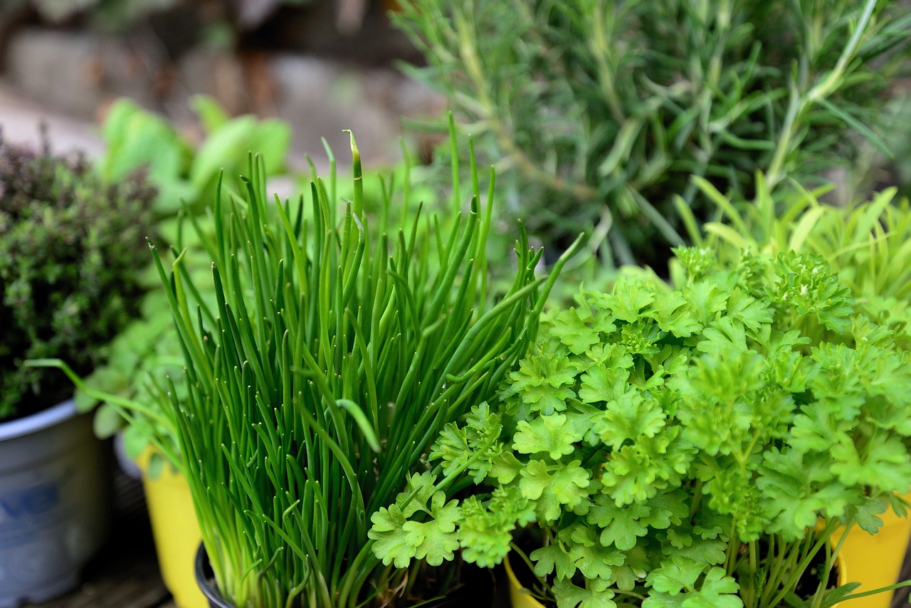 Quand semer vos herbes aromatiques pour une récolte optimale à la maison ?