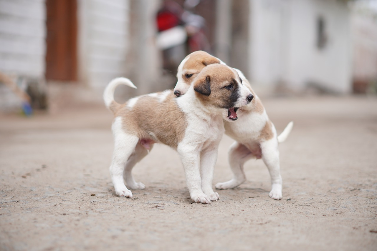 Astuce grand mère odeur chien : les meilleurs conseils pour une bonne odeur