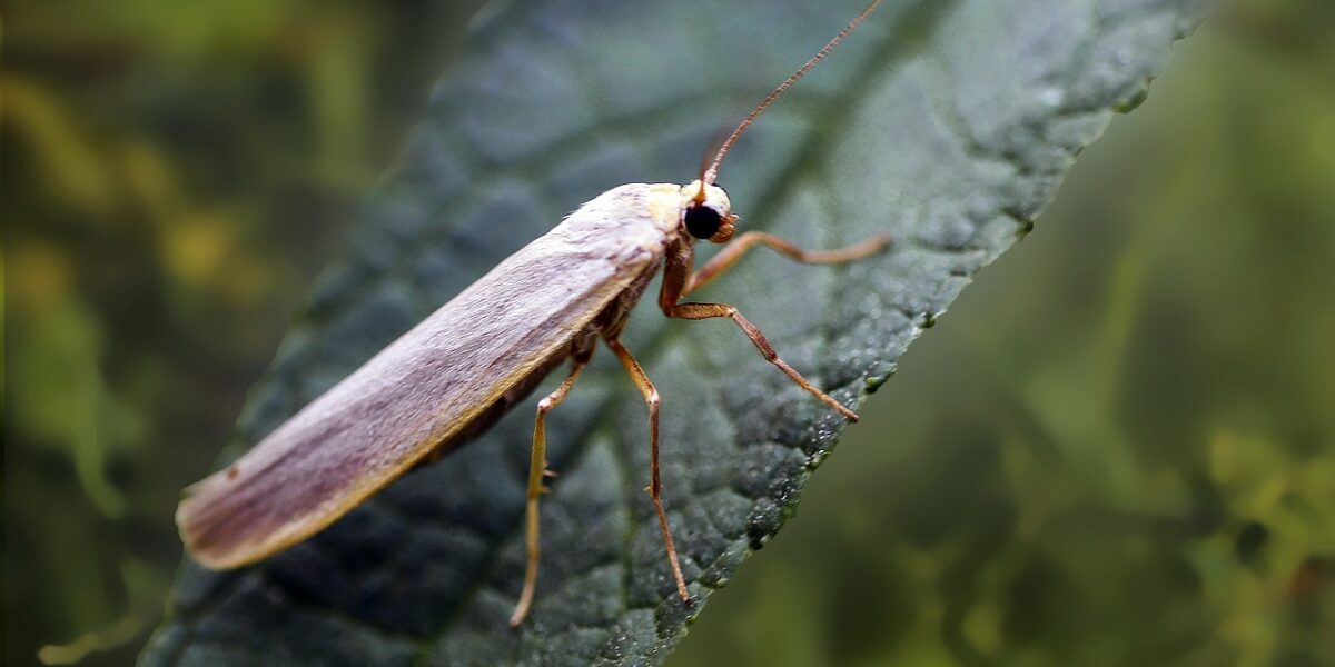 Mites de poussière : comprendre pour mieux combattre ces intrus dans notre maison