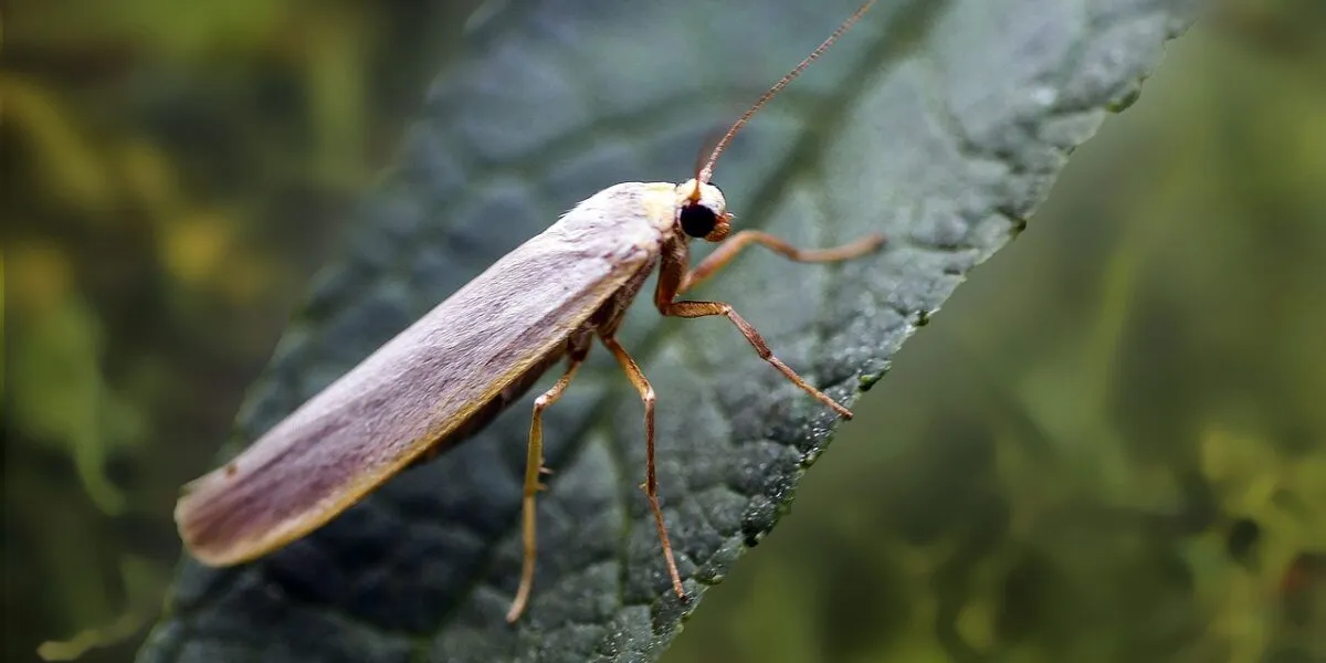 Mites de poussière : comprendre pour mieux combattre ces intrus dans notre maison