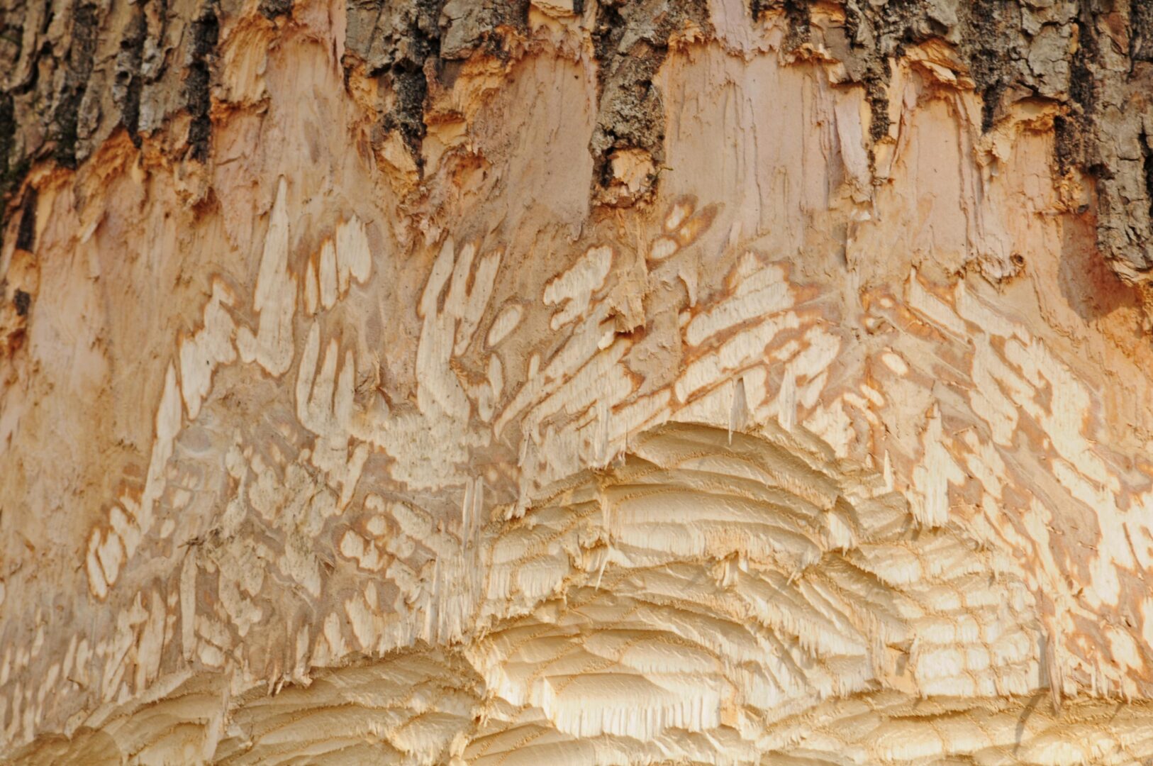 Protégez votre maison de la mérule : erreurs à éviter avec le bois de chauffage