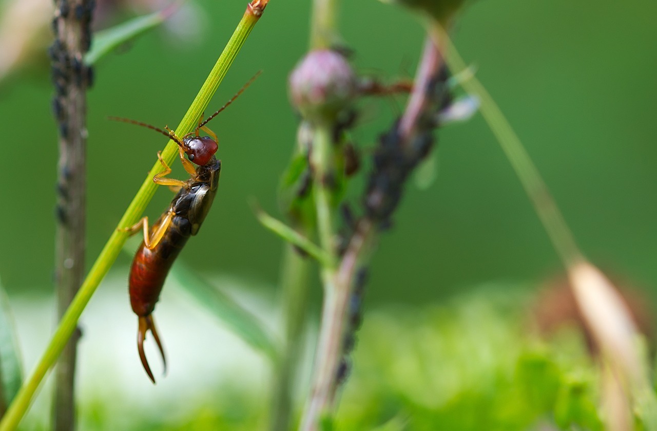 Pince oreille maison : voici comment s'en débarrasser