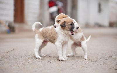 Astuce_grand_mère_odeur_chien_:_les_meilleurs_conseils_pour_une_bonne_odeur