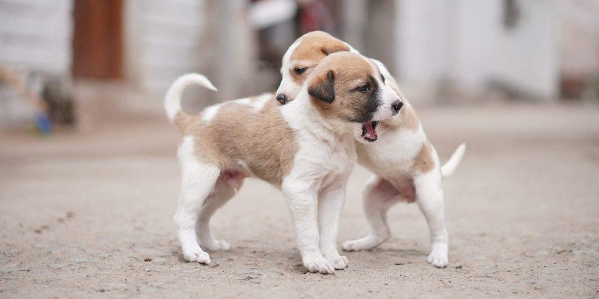 Astuce_grand_mère_odeur_chien_:_les_meilleurs_conseils_pour_une_bonne_odeur