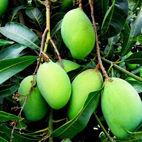 Comment_planter_un_noyau_de_mangue_:_voici_les_étapes_à_suivre