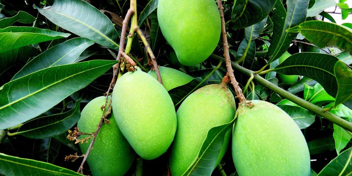 Comment_planter_un_noyau_de_mangue_:_voici_les_étapes_à_suivre