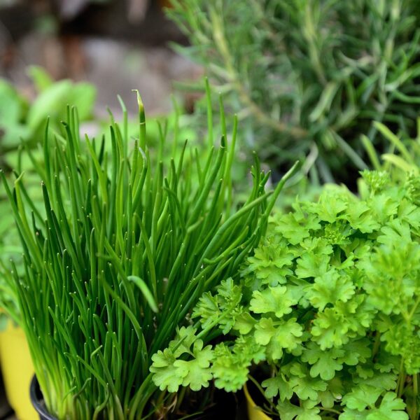 Quand_semer_vos_herbes_aromatiques_pour_une_récolte_optimale_à_la_maison_?