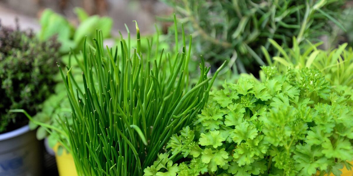 Quand_semer_vos_herbes_aromatiques_pour_une_récolte_optimale_à_la_maison_?